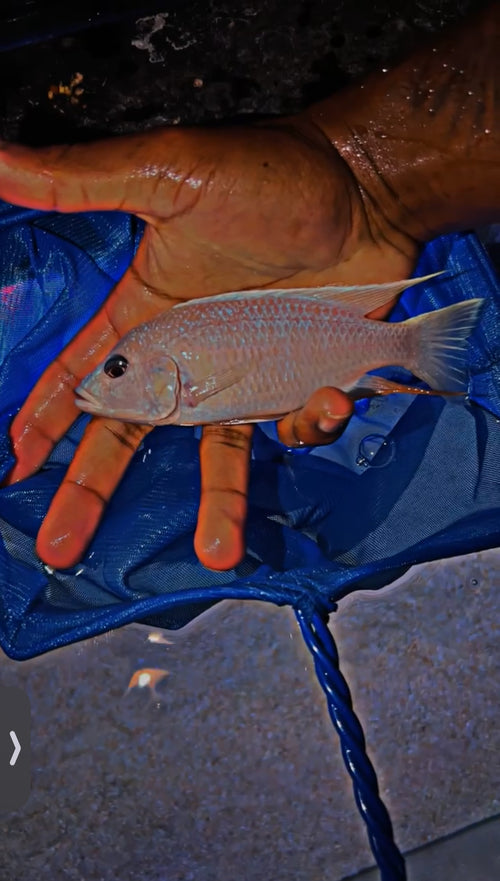 Albino Fryeri